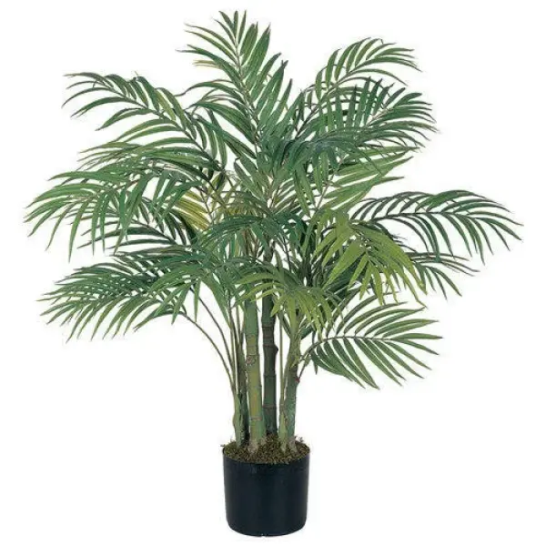 Areca Palm Plant