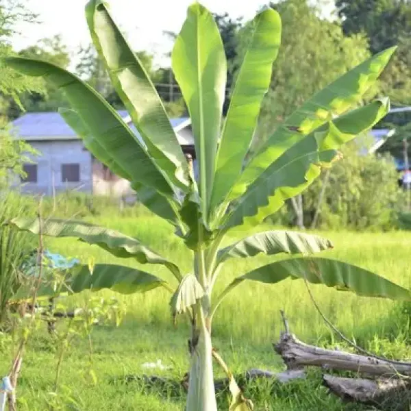 Banana Tissue Culture Plants