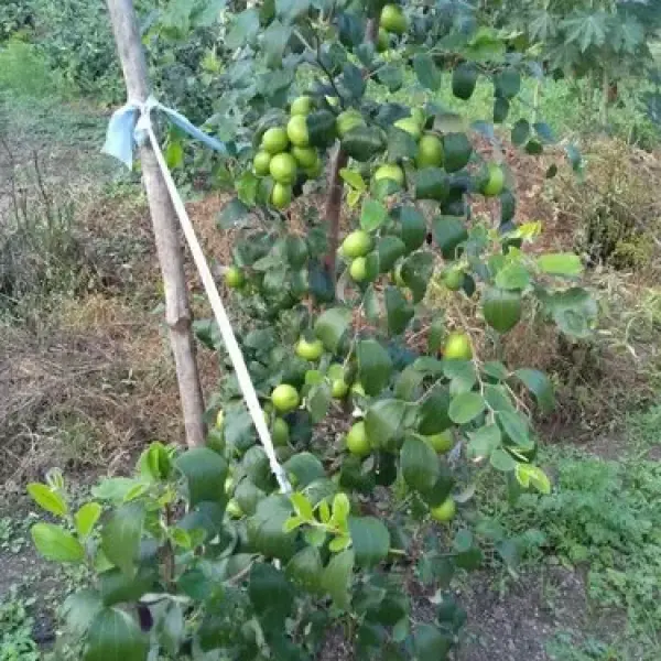 Apple Ber Plants