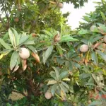 Chiku Fruit Plant