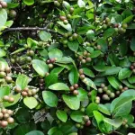 Hybrid Karonda Plant