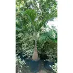 Bottle Palm Tree Roystonea Regia