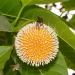 Kadamba Flower Plant