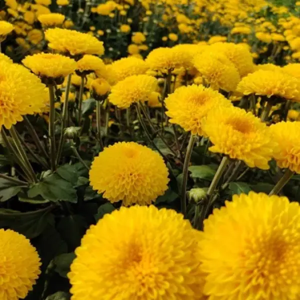 Marigold Flower Plant