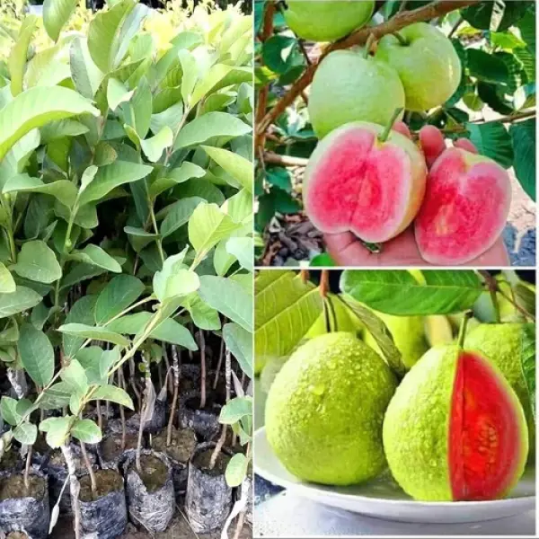 Allahabadi Guava Plant