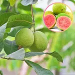 Taiwan Pink Guava Plant