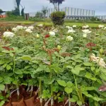 Baramasi Mango Plant
