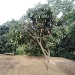 Dashri Mangoes plants