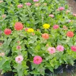 Summer Season Flower