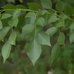 Hybrid Sheesham Plant